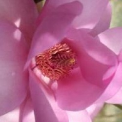 Magnolia 'Caerhays New Purple'