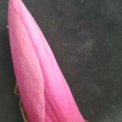 Magnolia 'Caerhays Surprise'