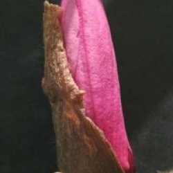 Magnolia 'Caerhays Surprise'