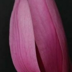 Magnolia 'Caerhays Surprise'