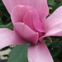 Magnolia 'Caerhays Surprise'