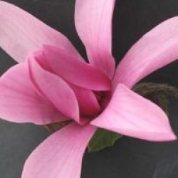 Magnolia 'Caerhays Surprise'