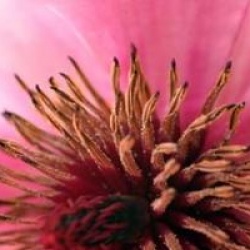 Magnolia 'Caerhays Surprise'