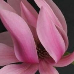 Magnolia 'Caerhays Surprise'