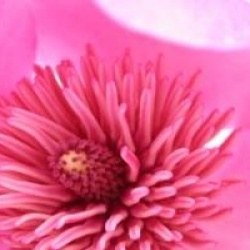 Magnolia campbelli 'Charles Raffill'