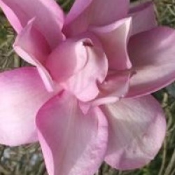 Magnolia campbelli subsp. mollicomata 'Lanarth' - Magnolia campbelli Lanarth