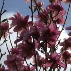 Magnolia campbelli subsp. mollicomata 'Lanarth'