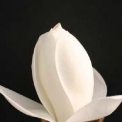 Magnolia denudata
