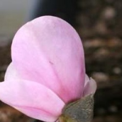 Magnolia denudata 'Festirose'