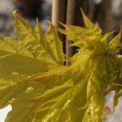 Acer platanoides 'Princeton Gold'