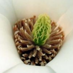 Magnolia denudata