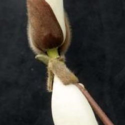 Magnolia denudata