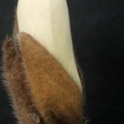 Magnolia denudata