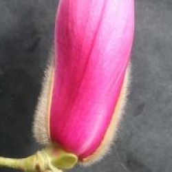 Magnolia denudata 'Forrest's Pink'