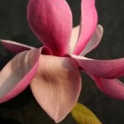 Magnolia denudata 'Forrest's Pink'