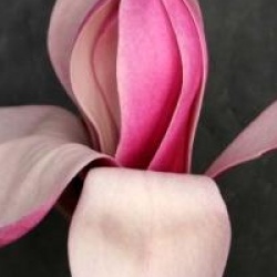 Magnolia denudata 'Forrest's Pink' - Magnolia Forrest's Pink