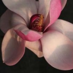 Magnolia denudata 'Forrest's Pink'