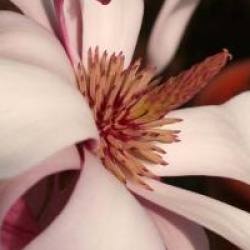 Magnolia denudata 'Forrest's Pink'