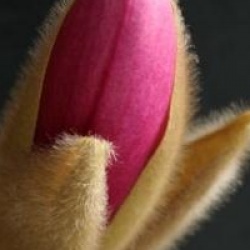 Magnolia denudata 'Forrest's Pink'