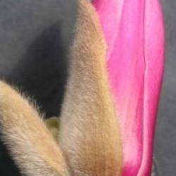 Magnolia denudata 'Forrest's Pink'