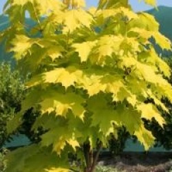 Acer platanoides 'Princeton Gold'