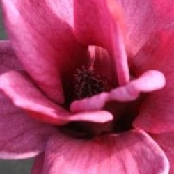 Magnolia 'Genie' - Magnolia G�nie