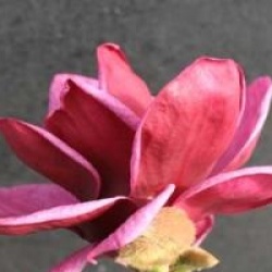 Magnolia 'Genie'