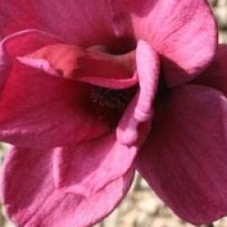 Magnolia 'Genie'