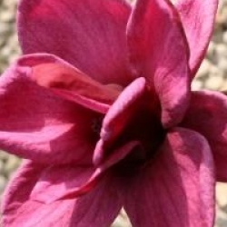 Magnolia 'Genie'