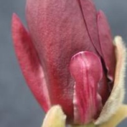 Magnolia 'Genie'