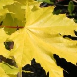Acer platanoides 'Princeton Gold'