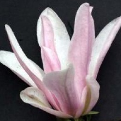 Magnolia Georges Henry Kern