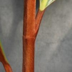 Magnolia grandiflora 'Blanchard' - Magnolia persistant Blanchard