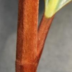 Magnolia grandiflora 'Blanchard'