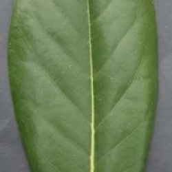 Magnolia grandiflora 'Blanchard'