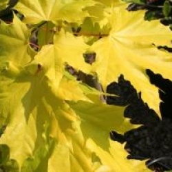 Acer platanoides 'Princeton Gold'
