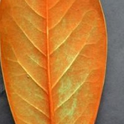 Magnolia grandiflora 'Blanchard'