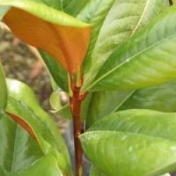 Magnolia grandiflora 'Blanchard'