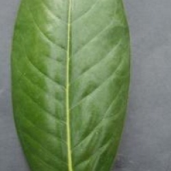 Magnolia grandiflora 'Ferruginea'