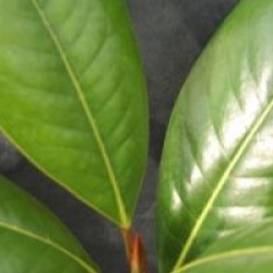 Magnolia grandiflora 'Ferruginea'