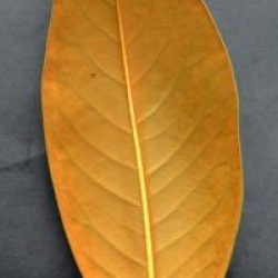 Magnolia grandiflora 'Ferruginea'