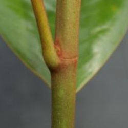 Magnolia grandiflora 'Ferruginea'