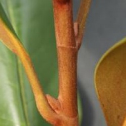 Magnolia grandiflora 'Francois Treyve'