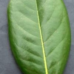 Magnolia grandiflora 'Francois Treyve'