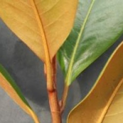 Magnolia grandiflora 'Francois Treyve'