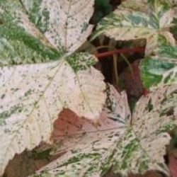 Acer pseudoplatanus 'Eskimo Sunset' - �rable Eskimo Sunset