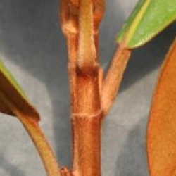 Magnolia grandiflora 'Le Nantais'