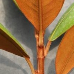 Magnolia grandiflora 'Le Nantais'