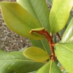 Magnolia grandiflora 'Le Nantais'