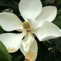 Magnolia persistant Little Gem